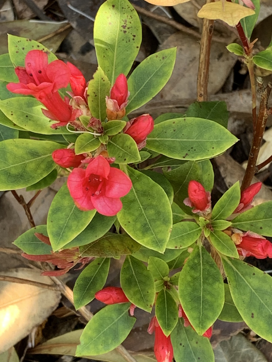 vialii